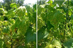 Вирощування огірків в теплиці – вибір сорту і посадка розсади! + відео