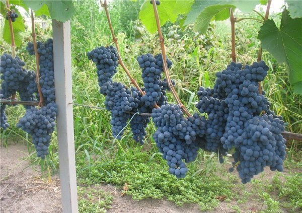 Виноград Сапераві: опис стародавнього сорту, характеристики і фото