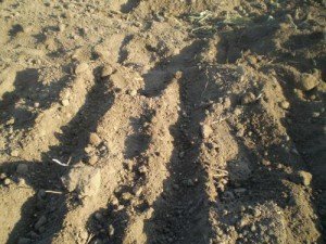 Посадка буряків навесні – секрети великого врожаю + Відео