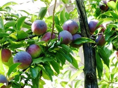 Слива Маньчжурська красуня: опис китайського сорту, посадка і фото