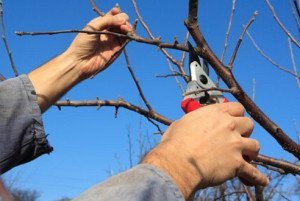 Обрізка дерев влітку – особливості літнього укорочення + Відео Обрізка дерев влітку – особливості літнього укорочення + Відео