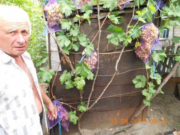 Виноград Нащадок Ризамата: докладний опис стійкого сорту і фото