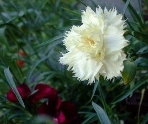 Гвоздика Шабо ? все про вирощування квітки та догляді за ним + відео