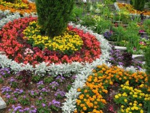 Схема посадки квітів на клумбі – переносимо думки на папір + Відео