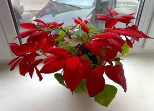 Догляд за квіткою Різдвяна зірка. Пересадка рослини + Відео