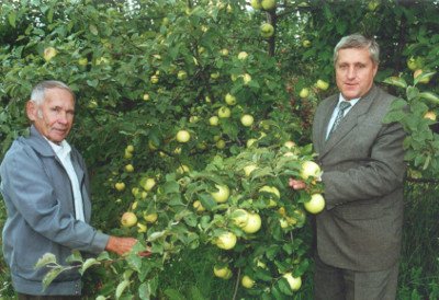 Невибаглива і стійка до захворювань яблуня Брянське золотисте