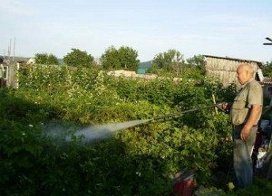 Народні засоби від колорадського жука – боремося без хімії + Відео