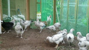 Першотравнева   це одна з найпопулярніших в Росії курей мясо яєчного типу. Фото і опис