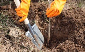 Підгодівля черешні і вишні навесні – вибір добрив та їх внесення + Відео