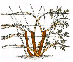 Обрізка троянд навесні – різні методи для різних сортів + Відео