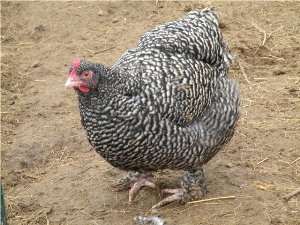 Кури породи Мехеленская Малин: соковите мясо, стабільна несучість, невибагливі в утриманні
