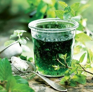 Мята кімнатна – корисні властивості плектрантуса і догляд за ним + Відео Мята кімнатна – корисні властивості плектрантуса і догляд за ним + Відео