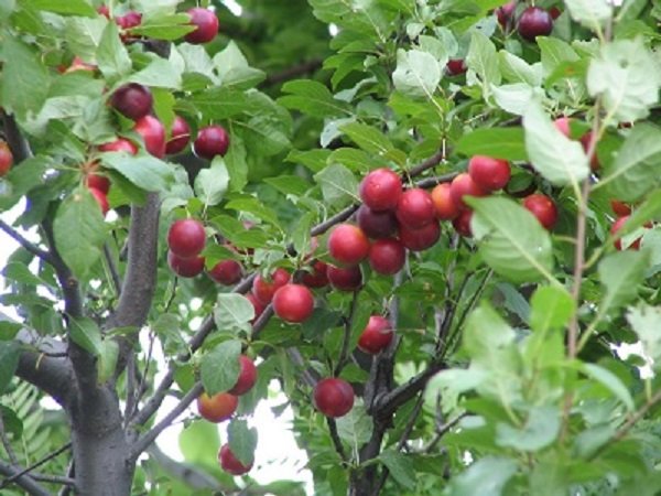 Слива Скороплодная: опис китайського сорту, характеристики і фото