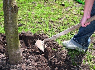 Яблуня Орлинка: докладний опис сорту, характеристики з фото