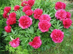 Посадка півоній навесні – можна пересаджувати їх в цей час року? + відео