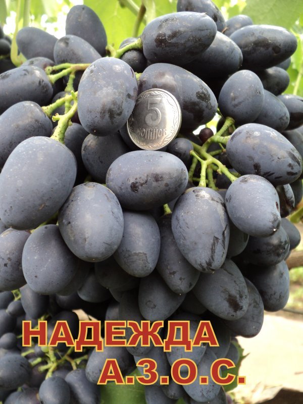 Виноград Надія АЗОС: опис сорту, фото, характеристики і боротьба з шкідниками