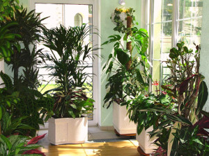 Зимовий сад у будинку – що враховувати при зведенні будівлі? + відео