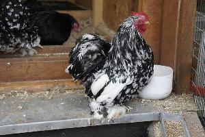Кури породи Карликовий Кохінхіни: пишний піряний покрив і добродушна вдача
