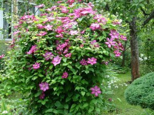 Посадка клематисів навесні, а також висадка в будь який час року + Відео