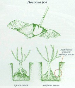 Вюнка роза: посадка і догляд – важливість проведення робіт + відео