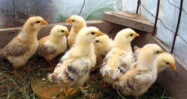 Загорська лососева – одна з найбільш юних порід мясо яєчних курей: фото та опис