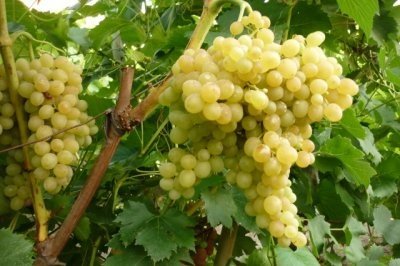 Виноград Кишмиш 342: опис, вирощування та фото сорту