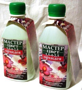 Орхідея – непрості квіти, освоюємо догляд за ними + Відео