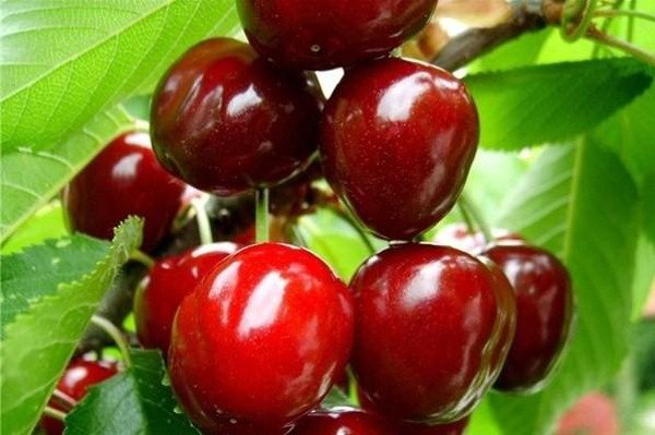 Великоплідна і солодка вишня Живиця порадує регулярним урожаєм
