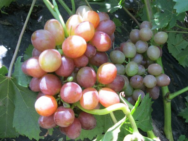 Виноград Блискучий: докладний опис високоврожайного сорту і фото