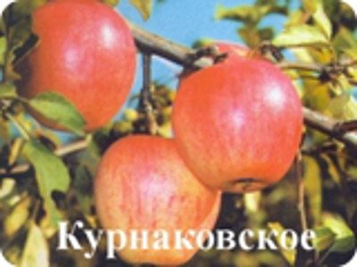 Сорт стійкий до парші яблуні Курнаковское
