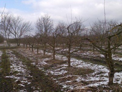 Особливості адаптації яблуні Айдаред, догляд та правила посадки