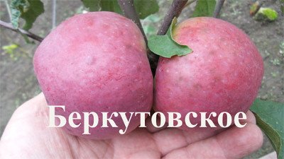 В якому кліматі яблуня Беркутовское почуває себе комфортно?