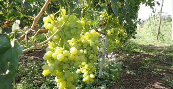 Виноград Нове Сторіччя (ЗГТУ): докладний опис морозостійкого сорту і фото