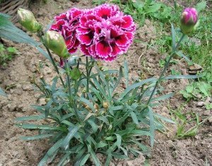 Гвоздика Шабо ? все про вирощування квітки та догляді за ним + відео