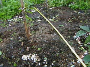 Вирощування шампіньйонів у відкритому ґрунті – все найкраще на город + відео