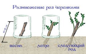 Посадка троянд навесні в грунт – підготовка ґрунту і висаджування + відео
