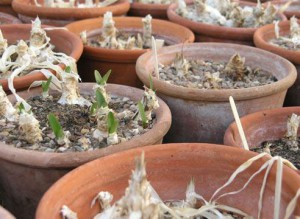 Цибулинні кімнатні квіти – нюанси догляду і посадки + відео