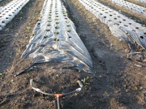 Методи боротьби з бурянами – який найбільш результативним? + відео