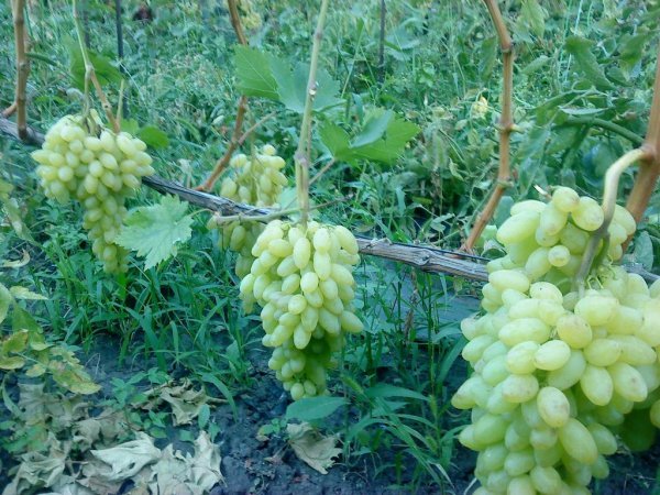 Виноград Століття: опис, фото, врожайність і спосіб посадки