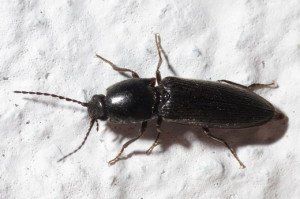 Жук ковалика, він же дротянка, – позбавляємося від шкідників + Відео Жук ковалика, він же дротянка, – позбавляємося від шкідників + Відео