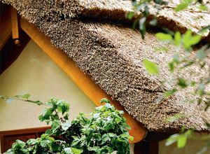 Дах з очерету своїми руками: фото, технологія