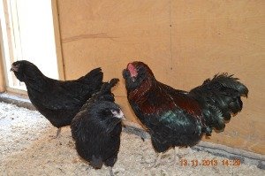 Кури породи Російська чорна бородата: краса і продуктивність