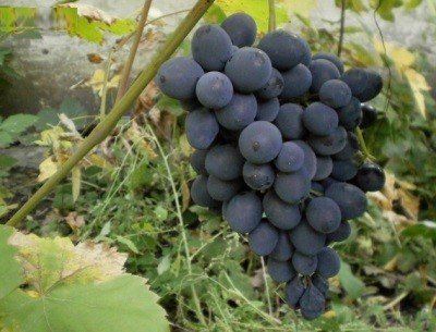 Виноград Мальбек: опис сорту, фото і як правильно захистити врожай?