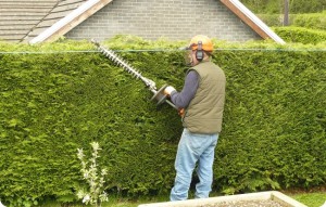 Жива огорожа на дачі – основи обрізки та стрижки + Відео