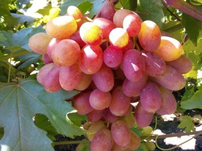 Виноград Водограй: опис сорту, фото, шкідники та детальна характеристика