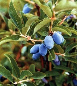 Вюнкі рослини для альтанки – які вибрати для прикраси? + відео