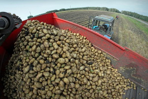 Посадка картоплі за голландською технологією – підвищуємо урожай + Відео