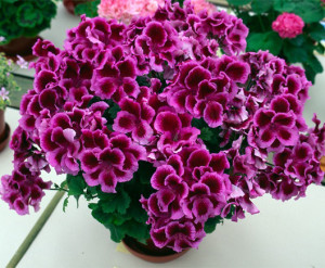 Пеларгонія з насіння – які умови необхідно створити для росту? + відео Пеларгонія з насіння – які умови необхідно створити для росту? + відео