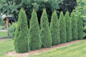 Хвойні в ландшафтному дизайні: як вибрати сорти і висадити? + відео