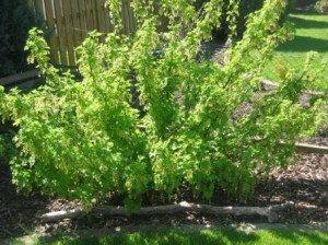 Обробка смородини навесні – чим обприскувати кущі? + відео